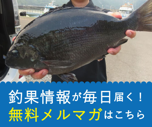 毎日の釣果情報が届くグレナビメルマガ